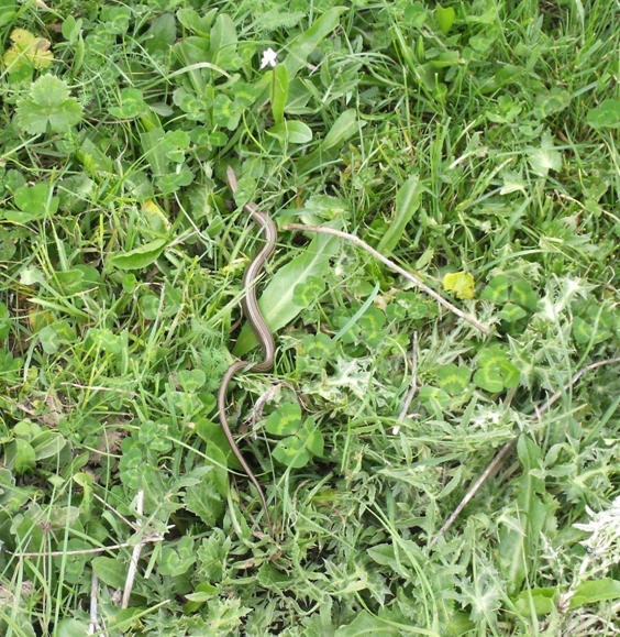 Un Chalcides